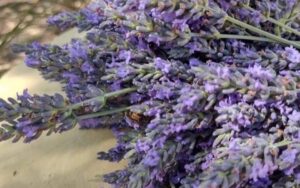 Life Under the Oaks Lavender Manor Grand Opening on Sat November 12th at 347 East 4th St in Tucson