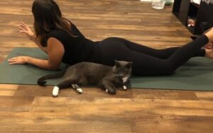 Yoga with Cats