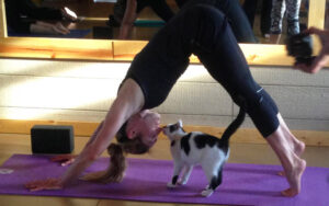 Yoga with Cats