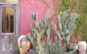 Barrio Viejo Walking Tour