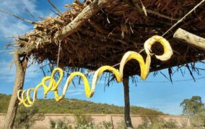 Bichicori Workshop and Tasting