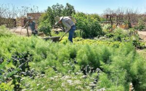 Workshop: Winter Gardening in Tucson with Traditional Crops