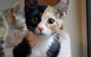 Fine Wines for Felines benefit for PAWSitively CATS No Kill Shelter