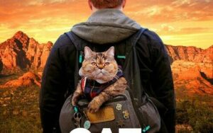 Cat Daddies