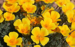 Wildflower & Landscape Plant Sale