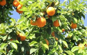 Citrus Celebration