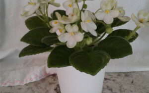Tucson African Violet Spring Display and Sale