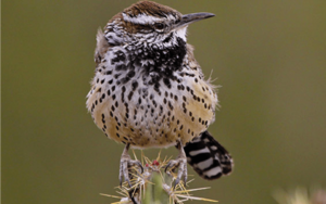 Birds of the Southwest Deserts
