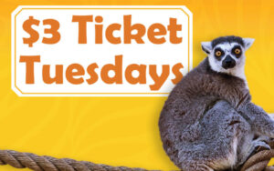 $3 Ticket Tuesdays