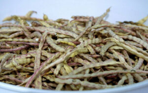 Mesquite Milling Mania