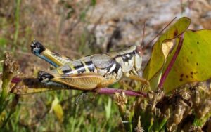 Order Up!: Grasshoppers