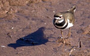 Birding For EveryBODY: Canoa Ranch