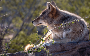 Arizona-Sonora Desert Museum: Meet the Neighbors
