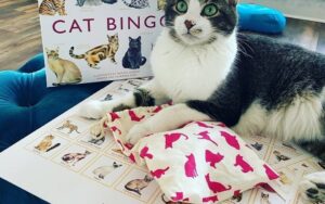 Cat  Bingo