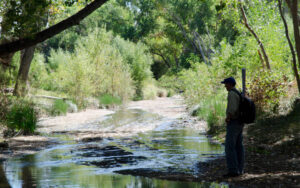 Birding Cienega Creek
