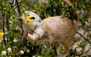 Nature Stories: Desert Friends