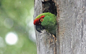 Adventures in Birding: Best Bird Books of 2023