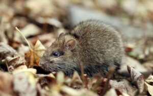 The World of Mammals: Kangaroo Rats