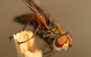 Order Up!: Hemiptera