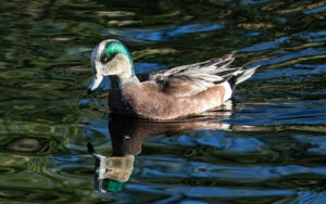 Adventures in Birding: Identification Challenges Chapter 2